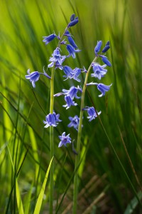 Blomster i engen ved Niels Bugges Kro