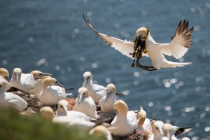 Sulekoloni Helgoland     